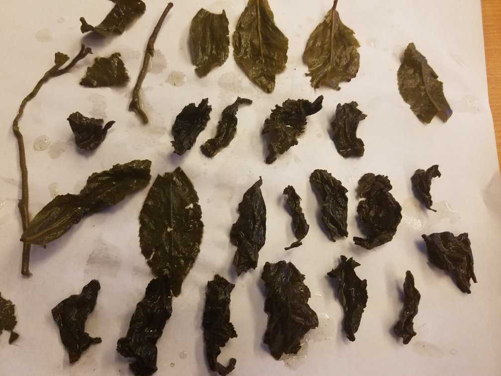 像干枯树叶什么茶