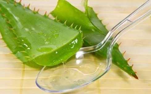 芦荟