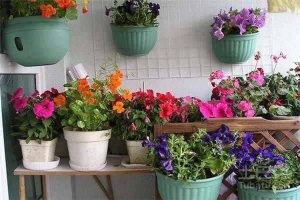 出去旅游家里的花怎么办