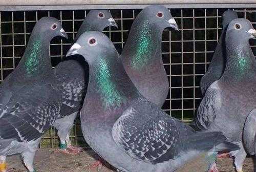 鸽子长到几个月定型 鸽子长到几个月定型