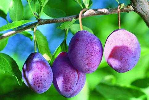 西梅汁真的可以减肥吗? 西梅汁真的可以减肥吗?