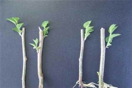 可以扦插的花有哪些? 可以扦插的花有哪些?