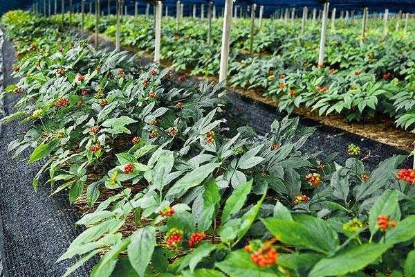 适合种植的中药材