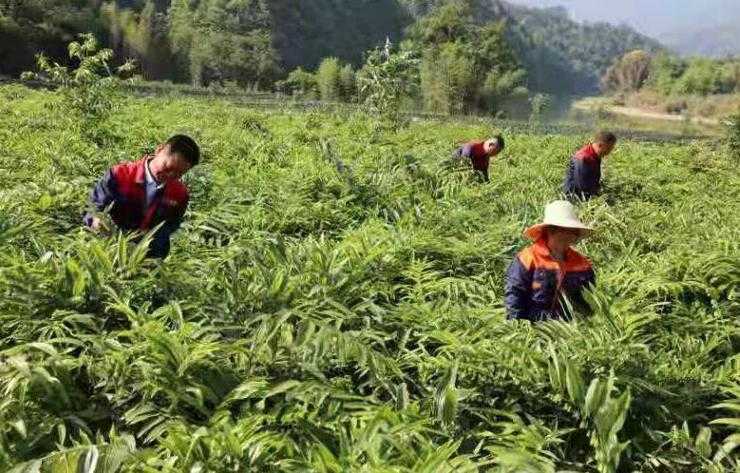 适合种植的中药材