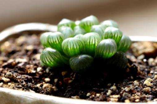 女人的玉露是什么意思? 女人的玉露是什么意思?