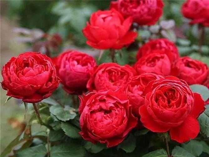 月季花怕冷吗? 月季花怕冷吗?