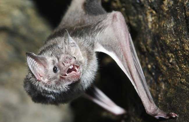 蝙蝠入宅三年静什么意思