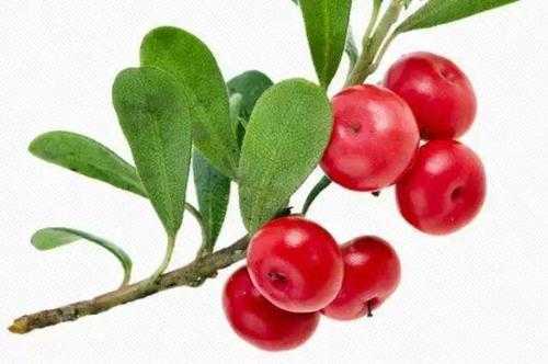 为什么熊果苷越用越黑?长期使用熊果苷的危害 为什么熊果苷越用越黑?长期使用熊果苷的危害