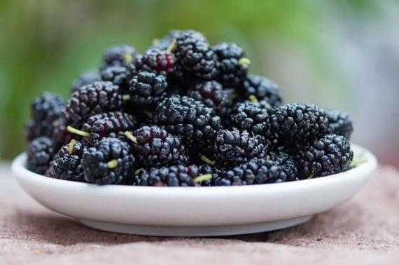 桑葚闻起来发酸还能吃吗