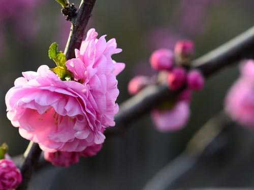 桃花的功效与作用 桃花的功效与作用