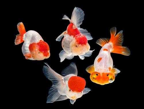 养殖水产品哪个利润高 养殖水产品哪个利润高