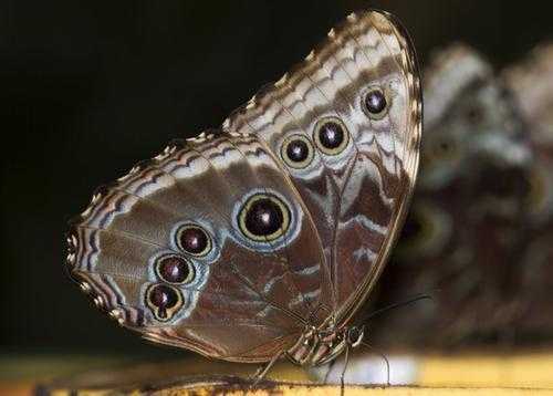 10个最吓人的蝴蝶照片 10个最吓人的蝴蝶照片