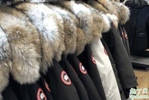 白色加拿大鹅耐脏吗？加拿大鹅买黑色还是白色