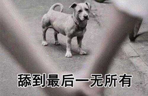 舔狗是什么意思 舔狗是什么意思