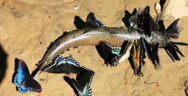 10个最吓人的蝴蝶照片 10个最吓人的蝴蝶照片