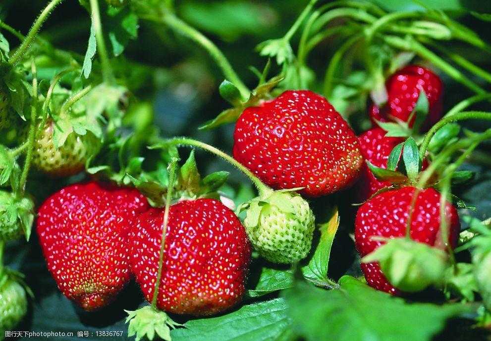 咽炎最怕的三种水果 咽炎最怕的三种水果