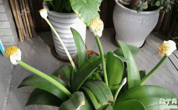 虎耳兰开花吗?虎耳兰怎样养花开的旺盛 虎耳兰开花吗?虎耳兰怎样养花开的旺盛