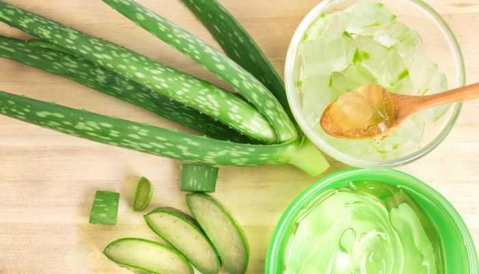 芦荟胶能天天用吗 芦荟胶能天天用吗