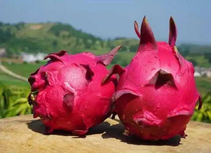 火龙果的功效,火龙果有哪些营养价值 火龙果的功效,火龙果有哪些营养价值