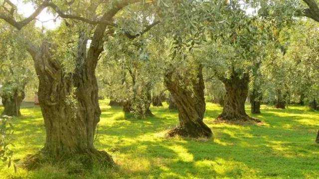 橄榄树象征着什么有何具体意义 橄榄树象征着什么有何具体意义