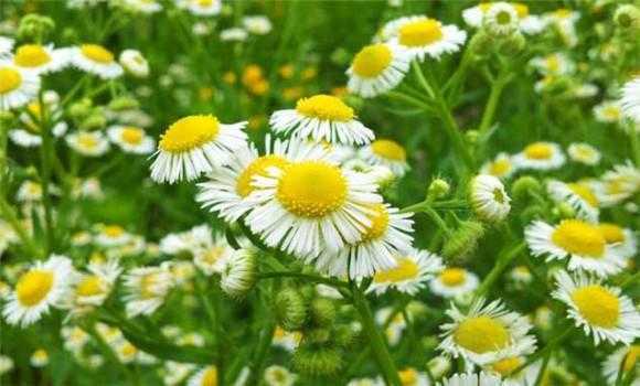 菊花的功效与作用