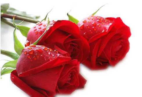 玫瑰面膜的功效与作用 玫瑰面膜的功效与作用