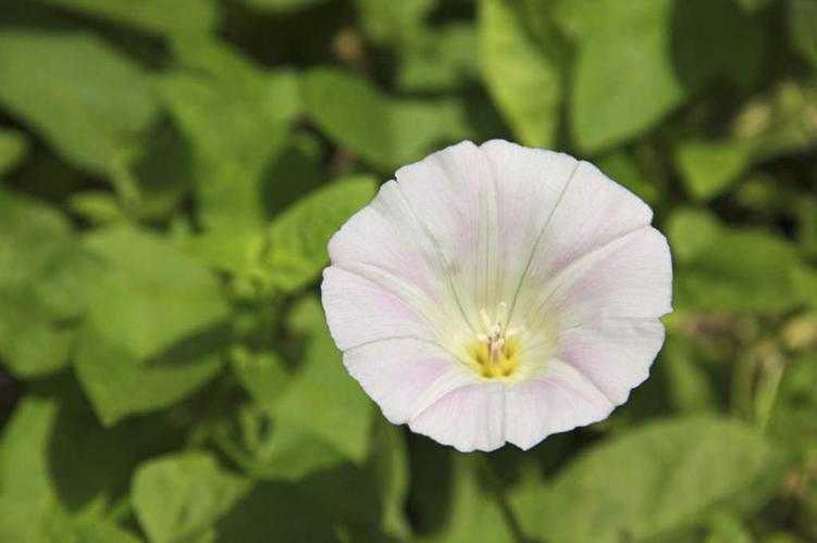 喇叭花的叶子像什么比喻句 喇叭花的叶子像什么比喻句