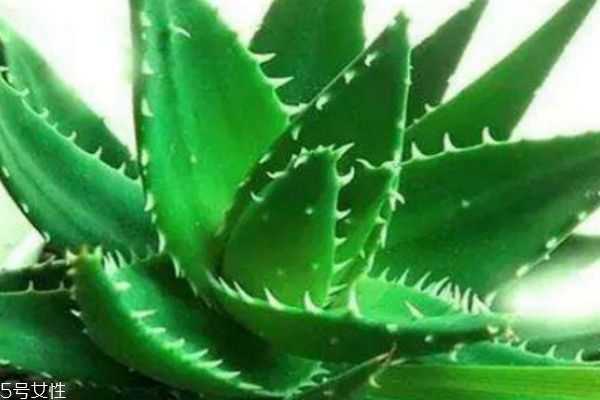 芦荟胶可以祛痘吗 芦荟胶可以祛痘吗
