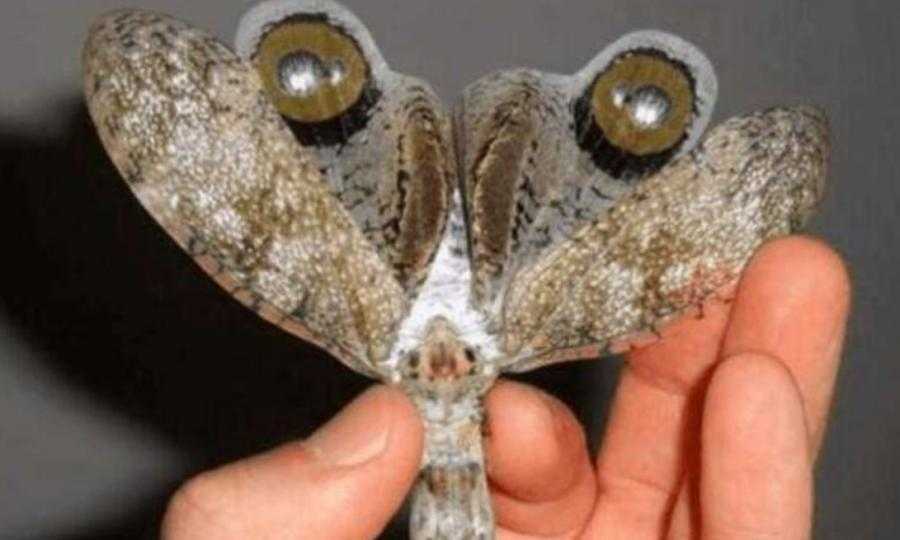 10个最吓人的蝴蝶照片 10个最吓人的蝴蝶照片