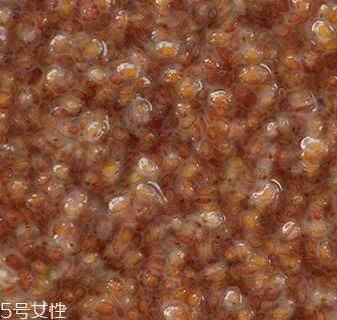 海藻面膜能加蜂蜜吗?蜂蜜和海藻做面膜好吗? 海藻面膜能加蜂蜜吗?蜂蜜和海藻做面膜好吗?