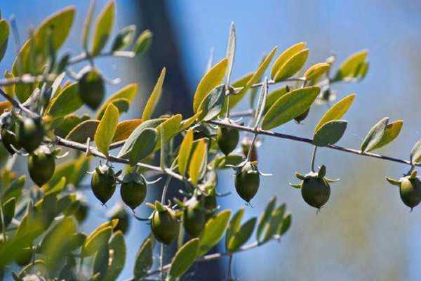 甲硝唑凝胶祛黑头用法 甲硝唑凝胶祛黑头用法