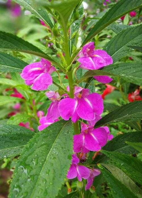 中国古代女子常用哪种植物作为美甲材料