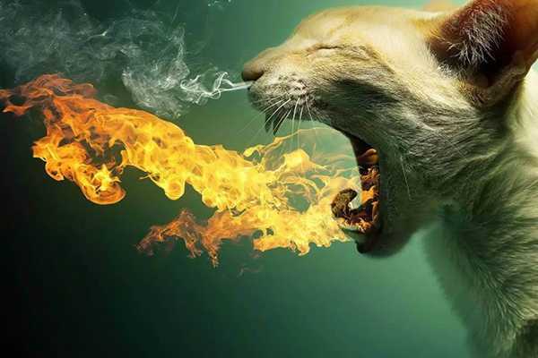 食用柚子的好处