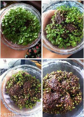 海藻面膜是补水的吗？海藻面膜加什么最补水