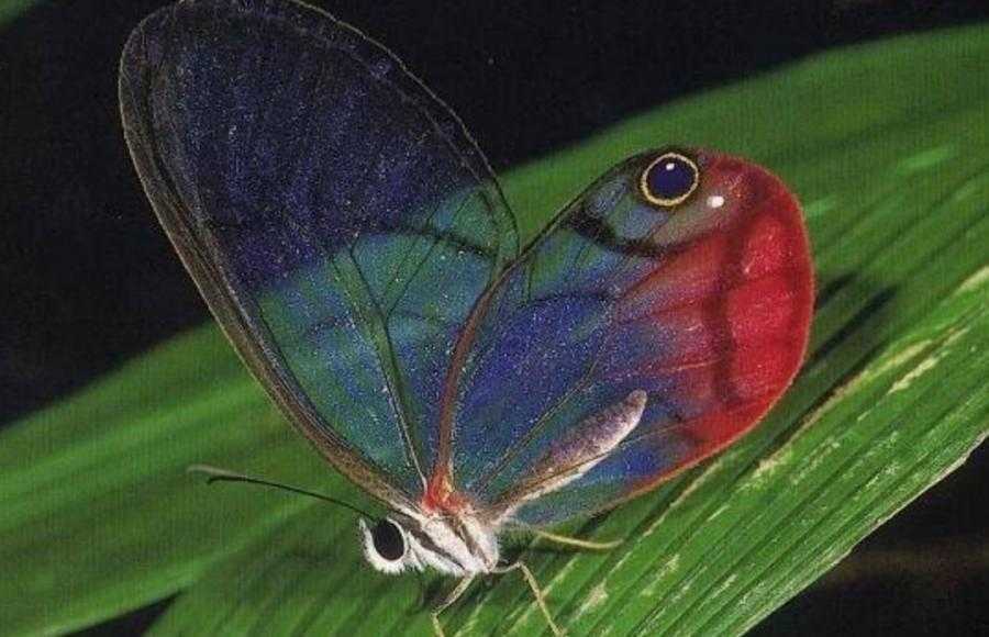 10个最吓人的蝴蝶照片 10个最吓人的蝴蝶照片