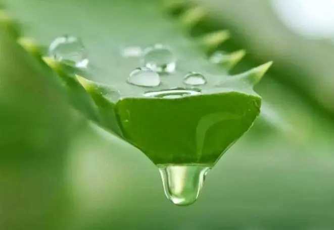 芦荟汁有什么效果? 芦荟汁有什么效果?
