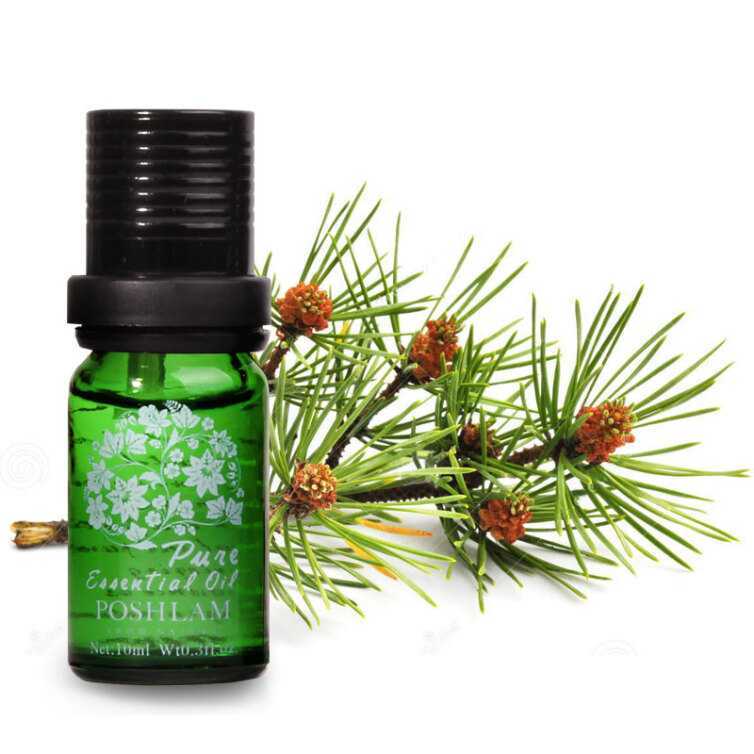 宝琪兰欧洲赤松精油10ml 滋润收敛清洁肌肤精油 买精油送好礼