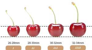 车厘子大小等级J是什么意思 车厘子2j3j4j是什么意思 车厘子大小等级J是什么意思 车厘子2j3j4j是什么意思