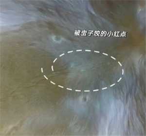 iPhone可以检查宠物身上的虫子吗 iPhone宠物寄生虫检测方法 iPhone可以检查宠物身上的虫子吗 iPhone宠物寄生虫检测方法