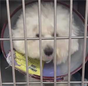 支付宝宠物保险多久生效 支付宝宠物保险怎么报销 支付宝宠物保险多久生效 支付宝宠物保险怎么报销