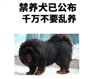 禁养犬有哪些名单 禁养犬怎么养是合法的