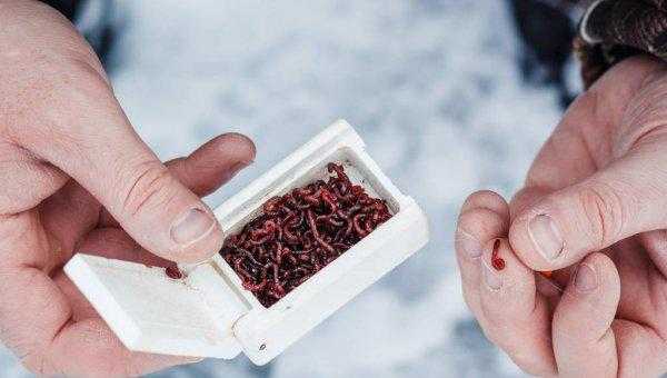 红虫和蚯蚓哪个钓鱼好