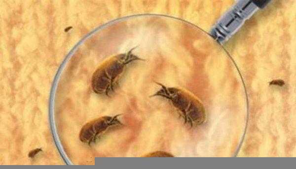 螨虫喷雾剂有用吗