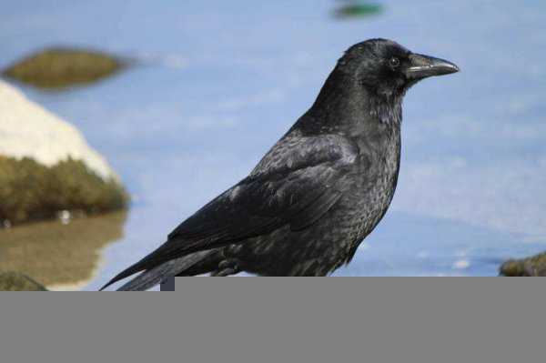 乌鸦象征着什么寓意