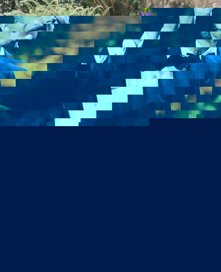 世界三大男高音是哪三位