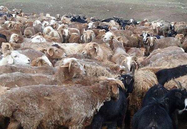 骡子为什么不能繁殖