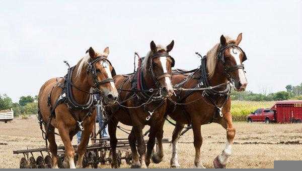 骡子为什么不能繁殖