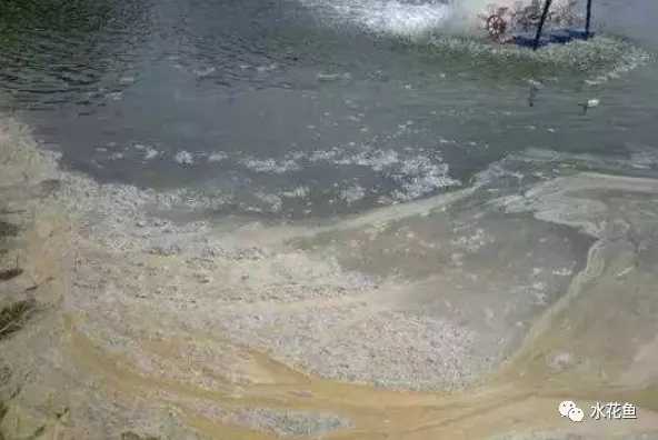 鱼池水面有泡沫怎样解决