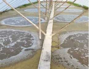 鱼池水面有泡沫怎样解决