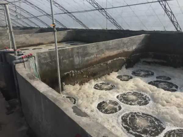 鱼池水面有泡沫怎样解决